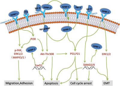 Insulin-Like Growth Factor Binding Proteins in Kidney Disease